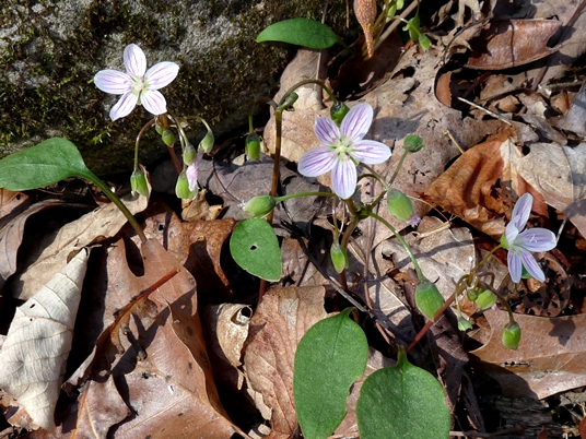 {Claytonia caroliniana}